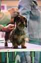 Crufts2011_2 1336